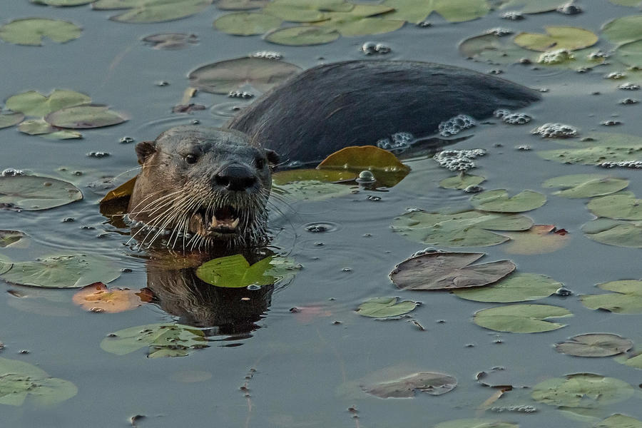 Wildlife Photograph - The River Otter by Steve Dunsford
