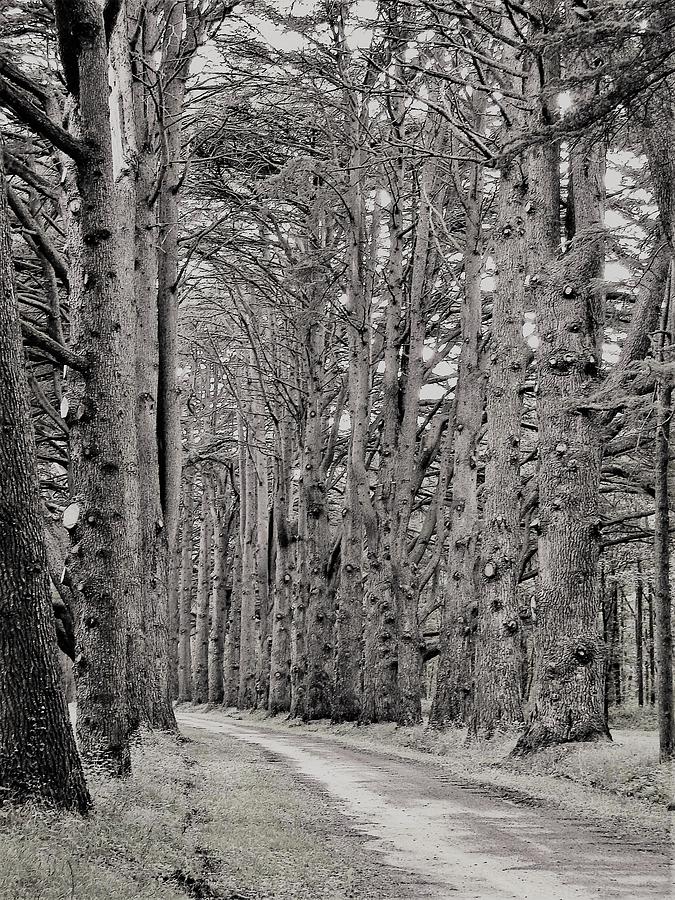 Black And White Photograph - The Road by Cristina Stefan
