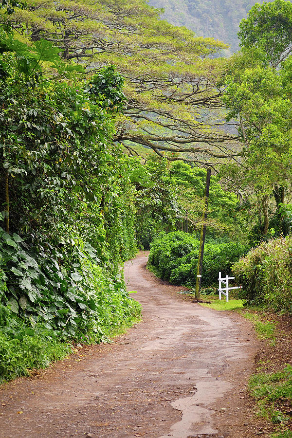 The Road Less Traveled-Waipio Valley Hawaii Photograph by Denise Bird