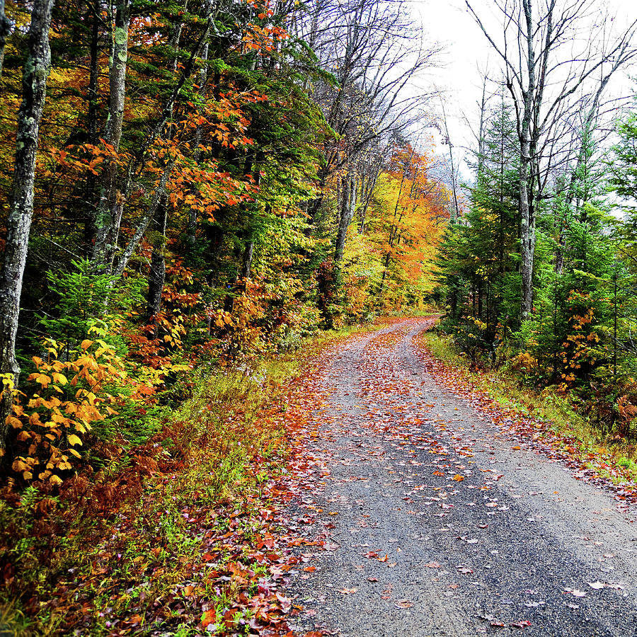 The Road to Autumn Photograph by David Patterson