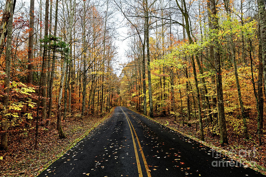 The Road To Fall Photograph by Paul Mashburn