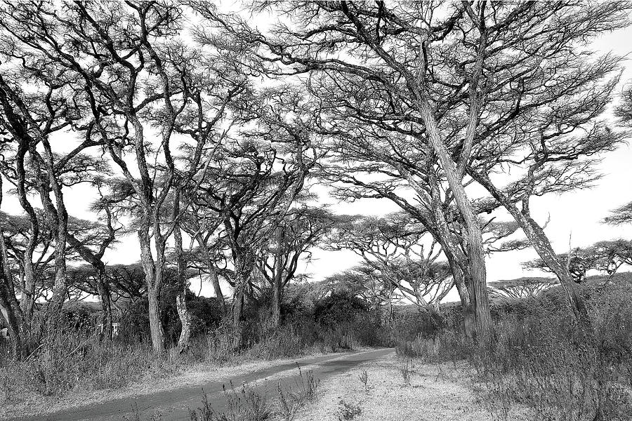 The Road to Ngorongoro Photograph by Dawn J Benko