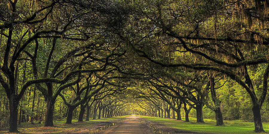 The Road to Wormsloe Photograph by Ken Smith