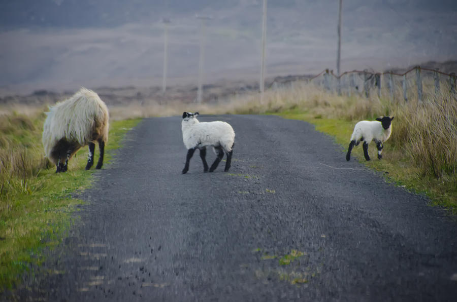 The Roads in Ireland Photograph by Bill Cannon