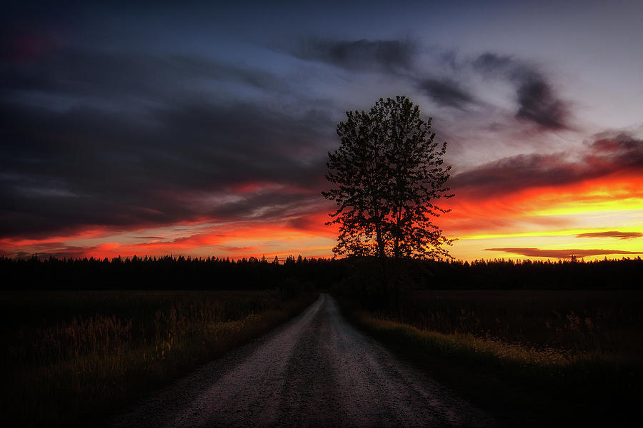 Tree Photograph - The roads we travel by Alan Anderson