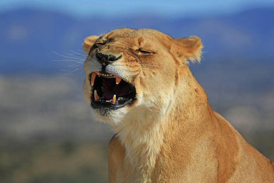 The Roar Photograph by Donna Kennedy