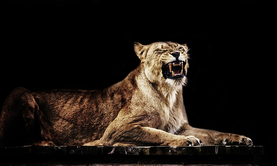 Animal Photograph - The Roar by Martin Newman