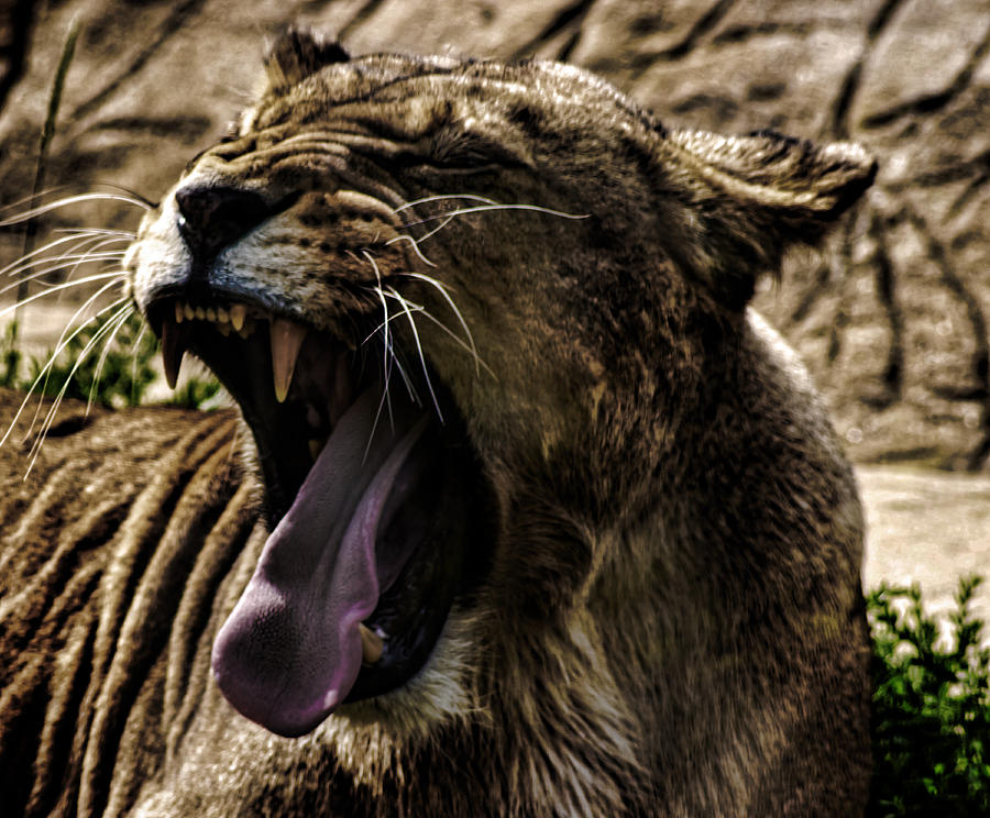 Lion Photograph - The Roaring Lion by Martin Newman
