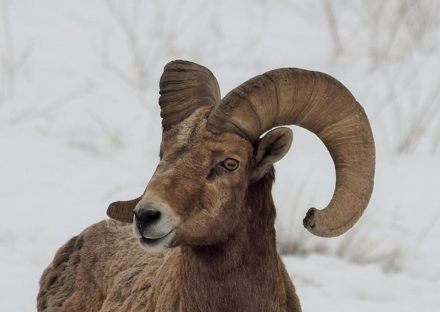 The Rocky Mountain Bighorn Sheep Photograph by Lkb Art And Photography