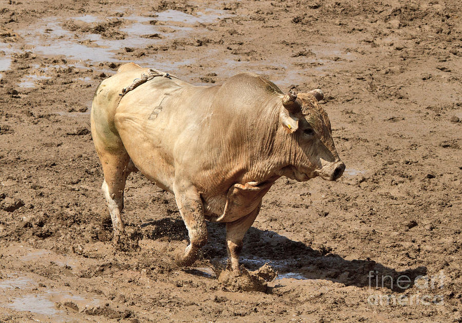 Bull Photograph - The rodeo bull by Louise Heusinkveld