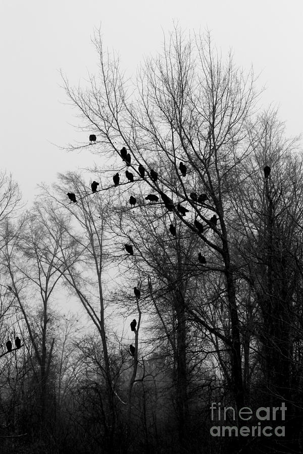 Bird Photograph - The Roost by Kimberly Saulsberry