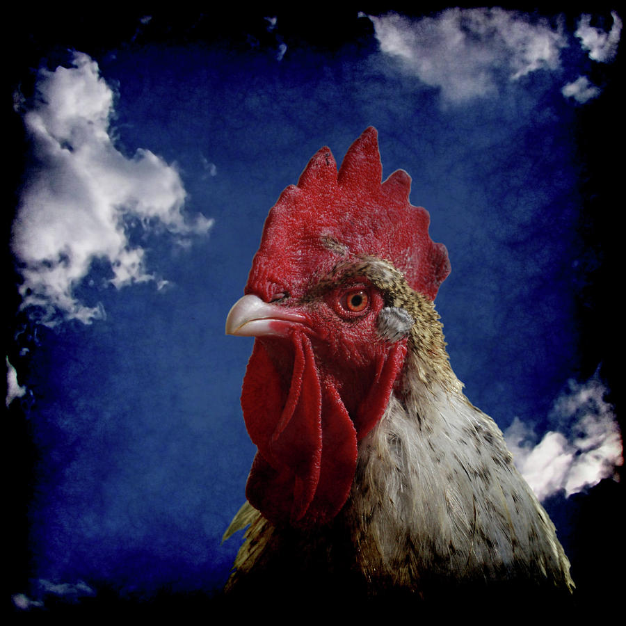 Rooster Photograph - The Rooster by Ernest Echols