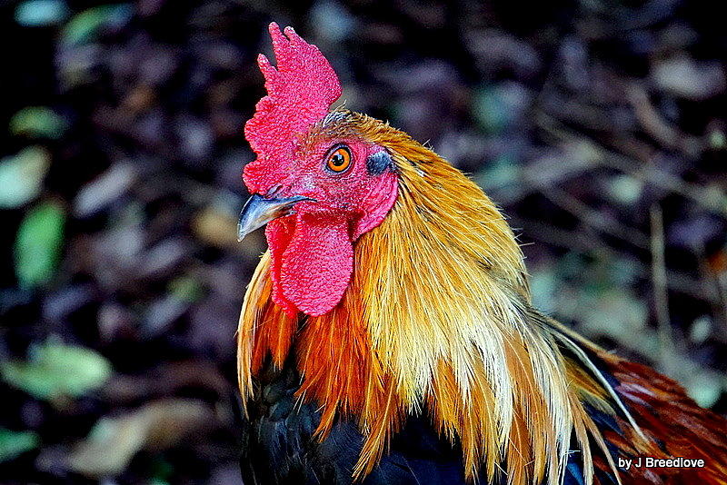 The Rooster Photograph