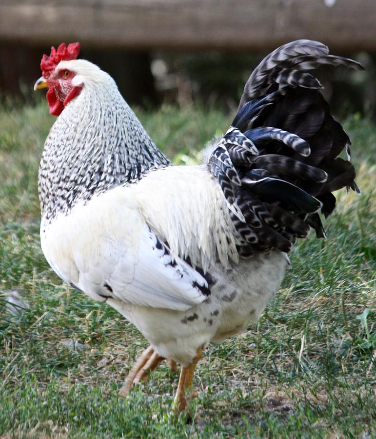 The Rooster King Photograph By Brent Sisson - Fine Art America