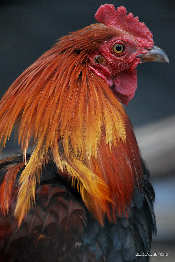 Rooster Photograph - The Rooster  by Michelle  BarlondSmith