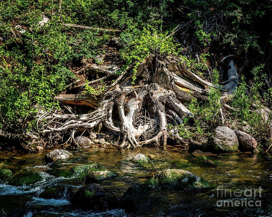 Tree Photograph - The Root of the Problem by Jon Burch Photography