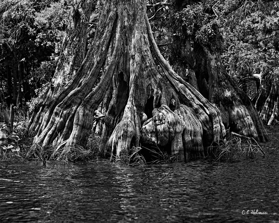 Nature Photograph - The Roots - BW by Christopher Holmes