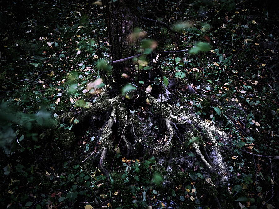 The Roots Photograph by Jouko Lehto