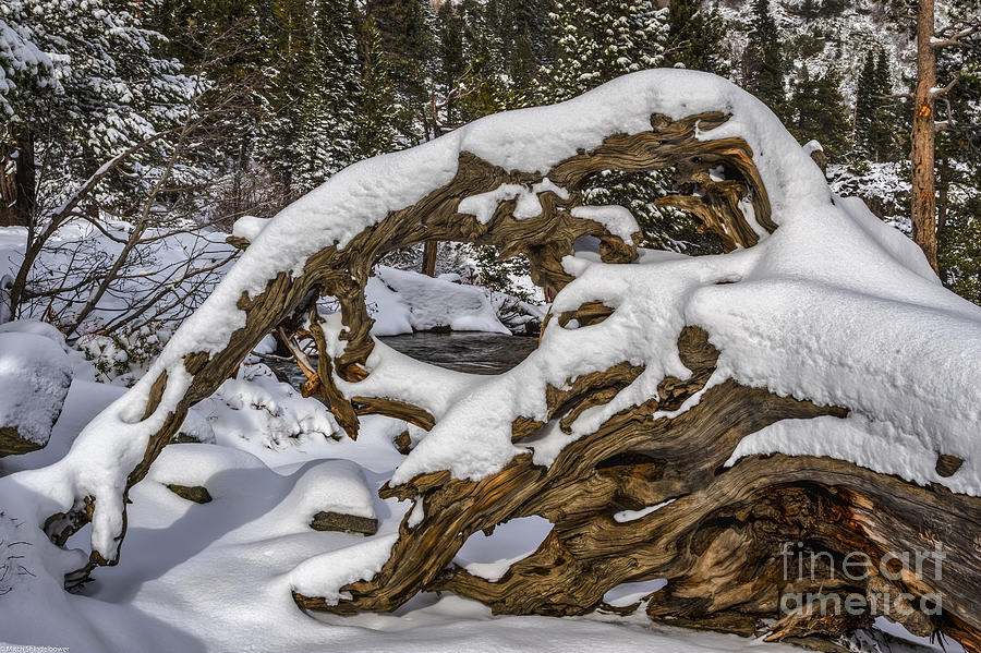 Winter Photograph - The Roots of Winter by Mitch Shindelbower