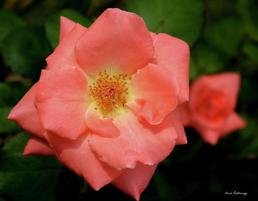 The Rose 10 Flower Garden Art Photograph by Reid Callaway