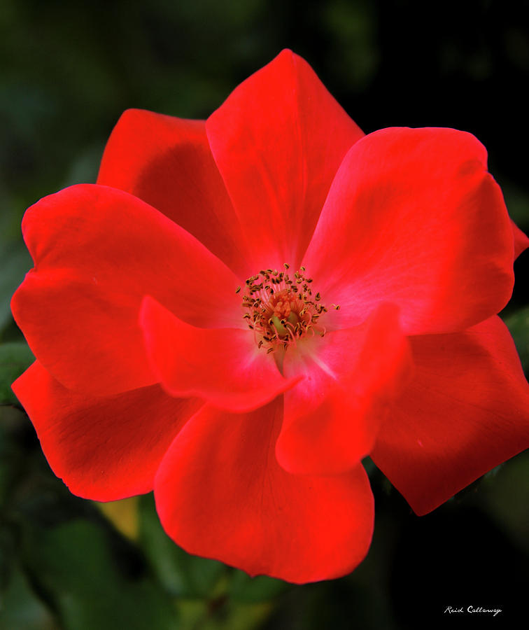 The Rose 9 Flower Garden Art Photograph by Reid Callaway