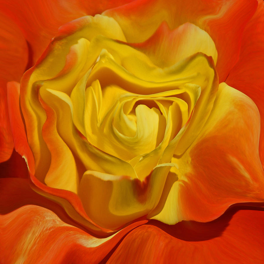The Rose abstract Photograph by Ernest Echols