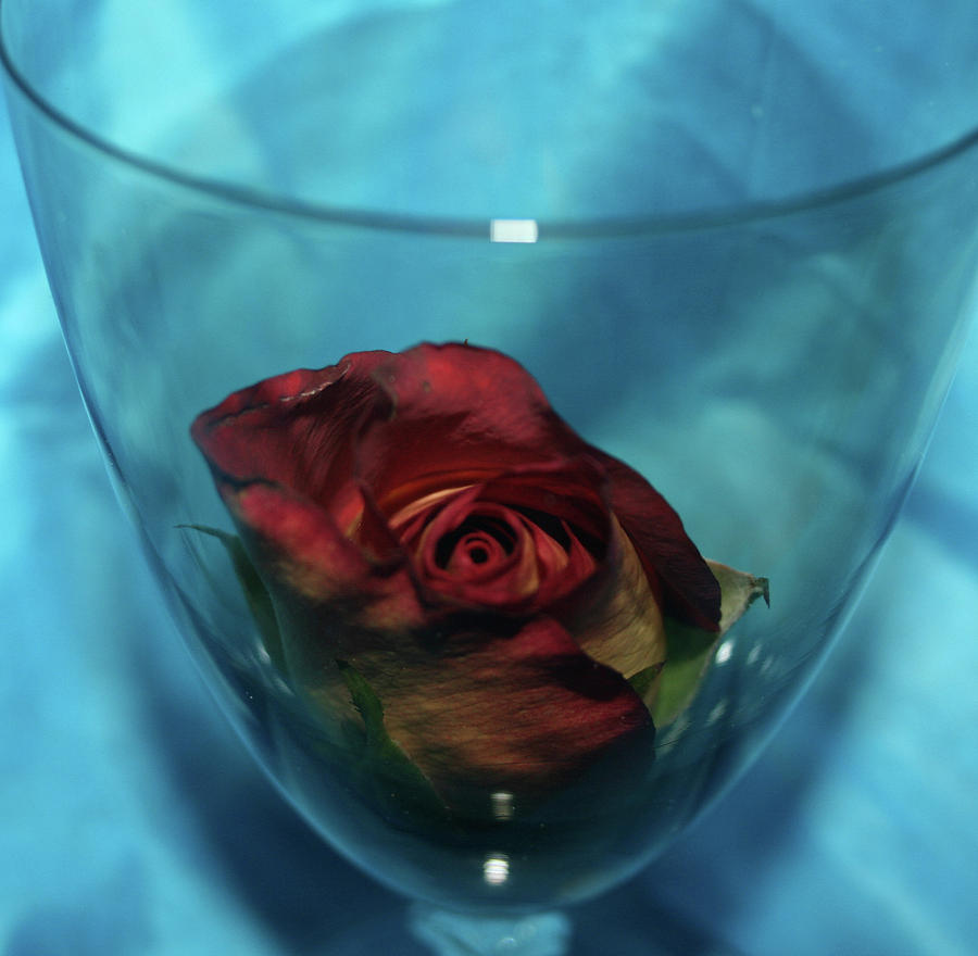 Wine Photograph - The Rose and Wine Glass by Cathy Harper