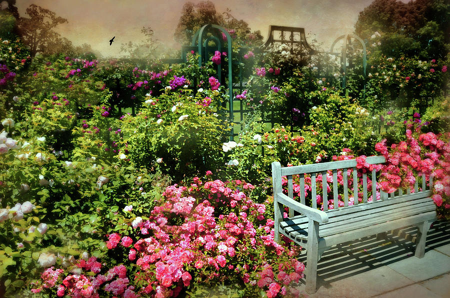 The Rose Bench Photograph by Diana Angstadt Fine Art America