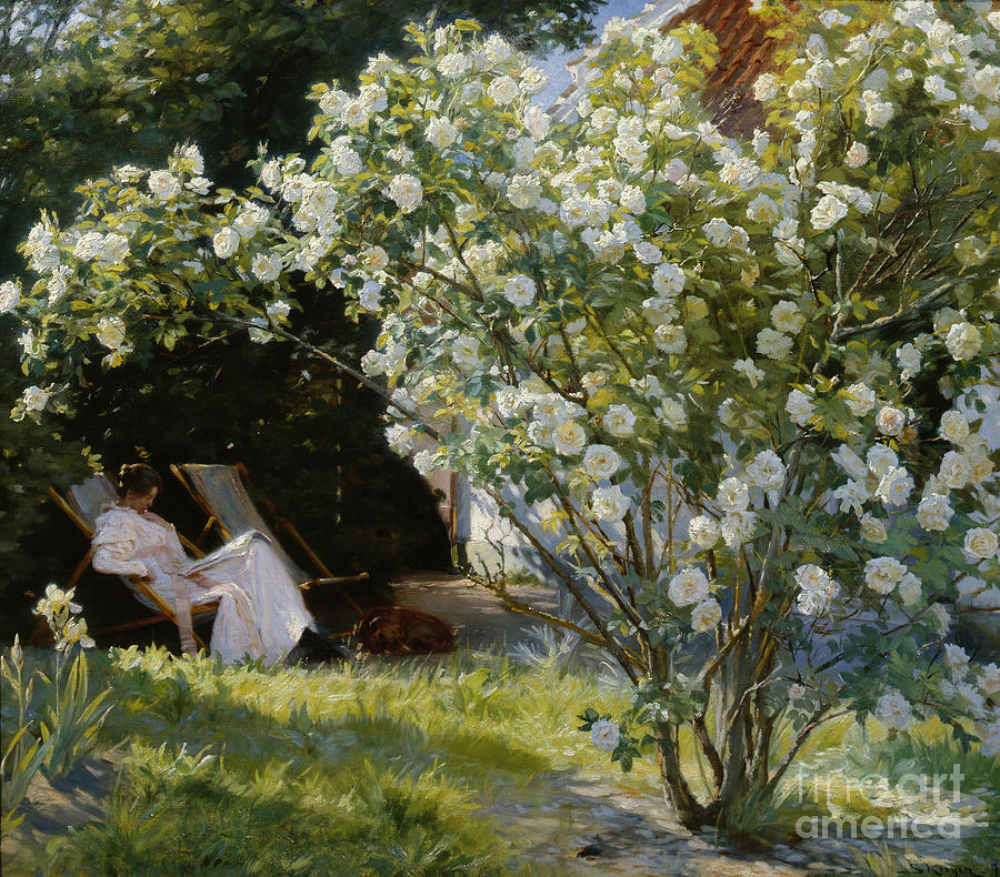 The rose bush Painting by O Vaering