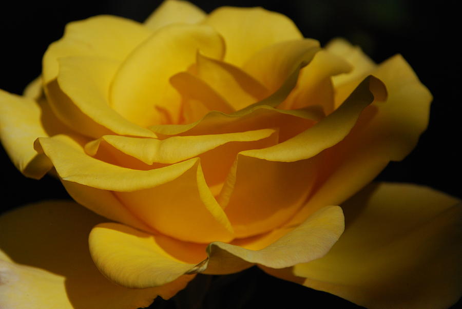 The Rose Photograph by Carol Eliassen