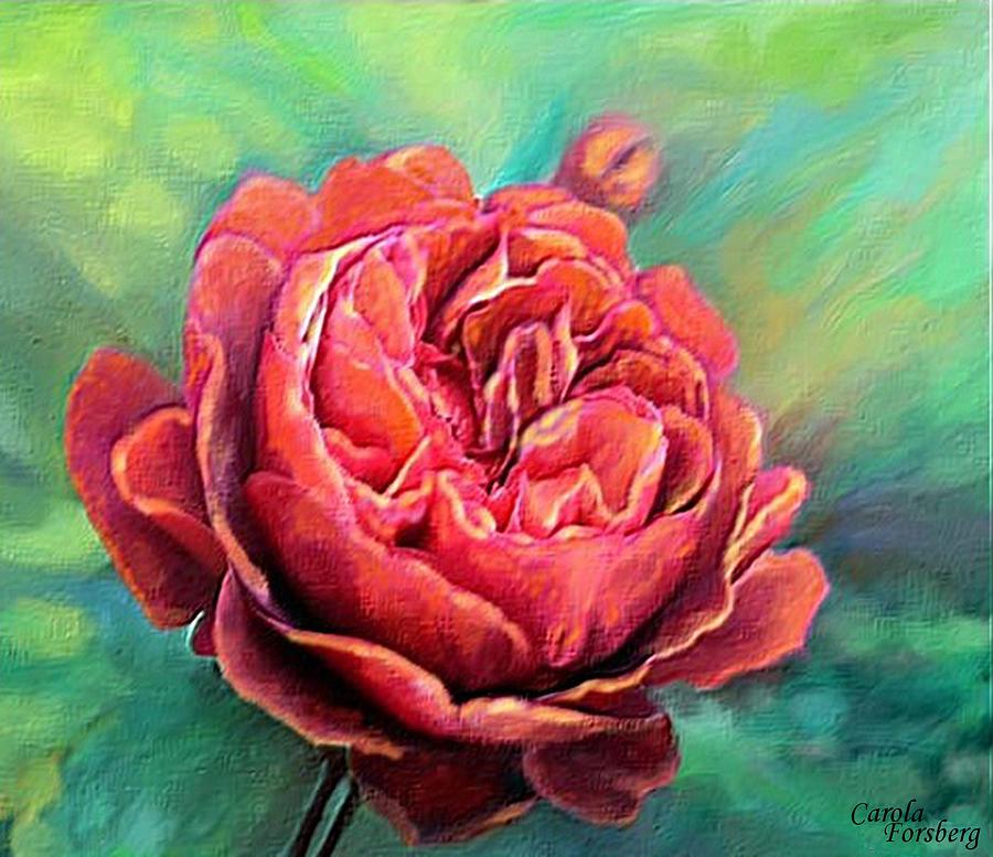 The Rose Digital Art by Carola Ann-Margret Forsberg - Pixels