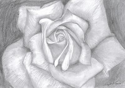 Rose Drawing - The Rose by Crystal Sons Rose Drawing - The Rose by Crystal Sons