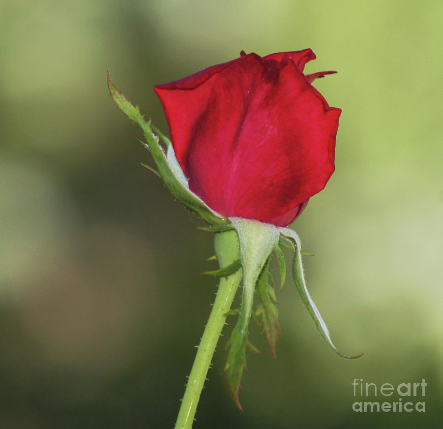 The Rose Photograph by Debby Pueschel