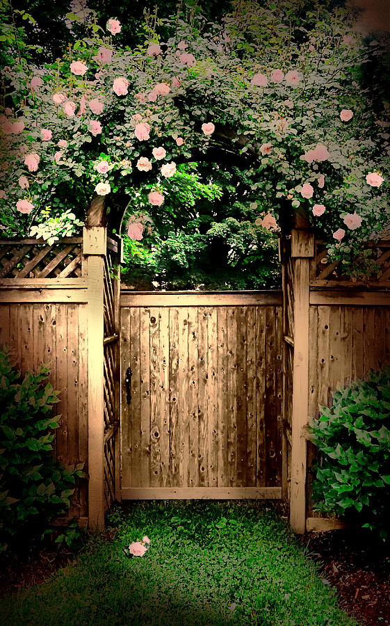 The Rose Door Photograph by Diana Angstadt