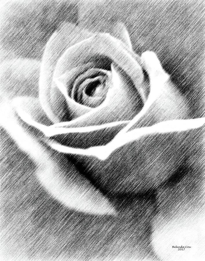 The Rose Drawing Digital Art by Artful Oasis
