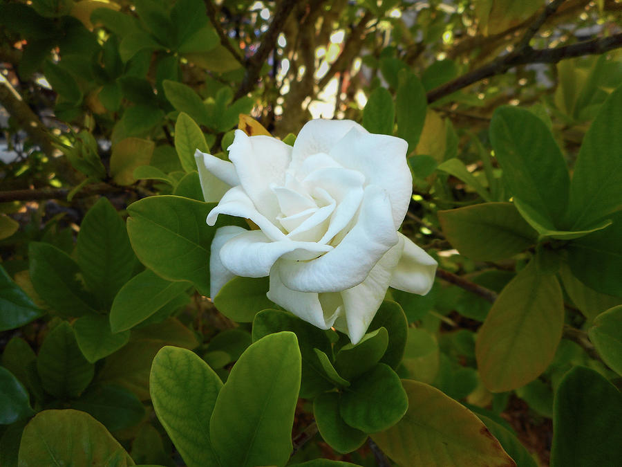 The Rose by Eric G The Rose by Eric G