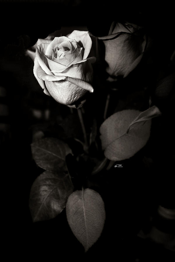 Black And White Photograph - The Rose by Fred LaPoint