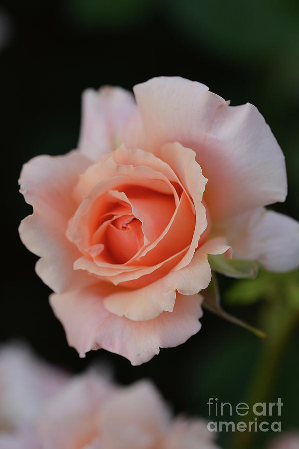 The Rose Garden Photograph by Cindy Manero