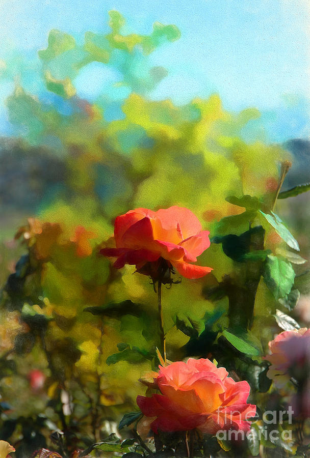 The Rose Garden Photograph
