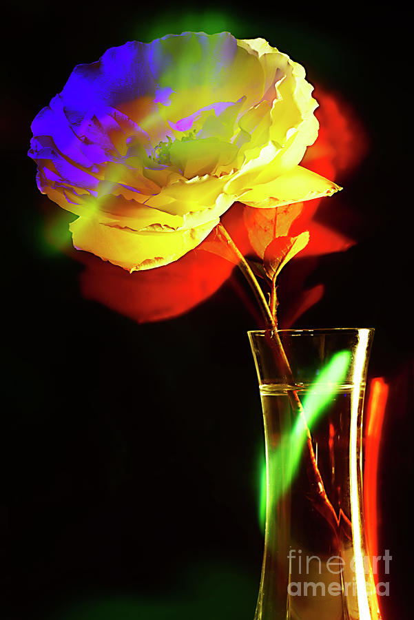 The Rose In A Glass Vase. Photograph