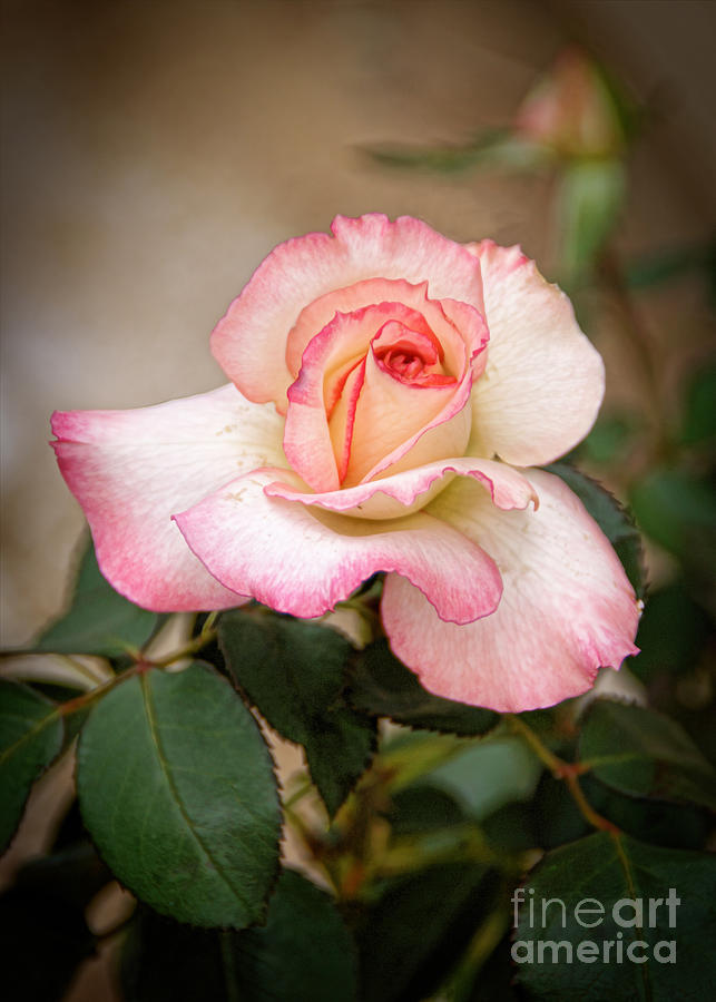 Nature Photograph - The Rose by Janice Pariza
