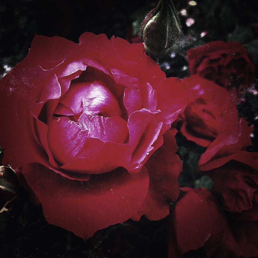 The Rose Digital Art by Kevyn Bashore
