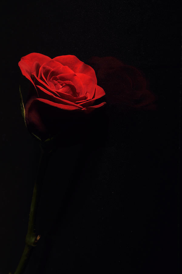 The Rose Photograph by Kiran Joshi