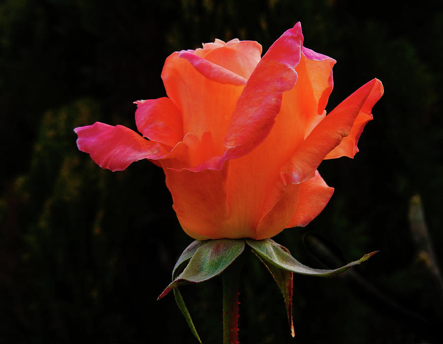 The Rose Photograph by Mark Blauhoefer