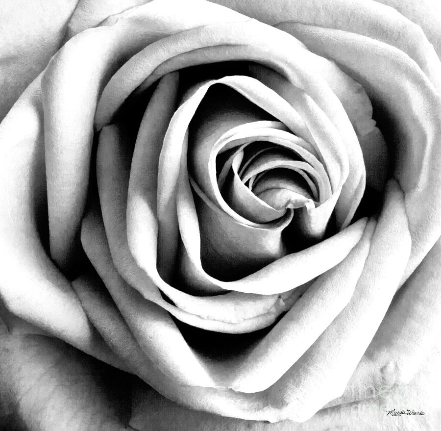 Black And White Photograph - The Rose by Michelle Constantine