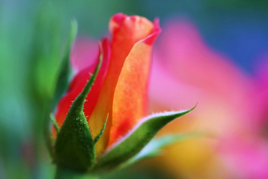 Nature Photograph - The Rose by Mitch Cat
