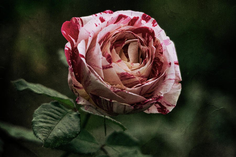 The Rose  Photograph by Saija Lehtonen