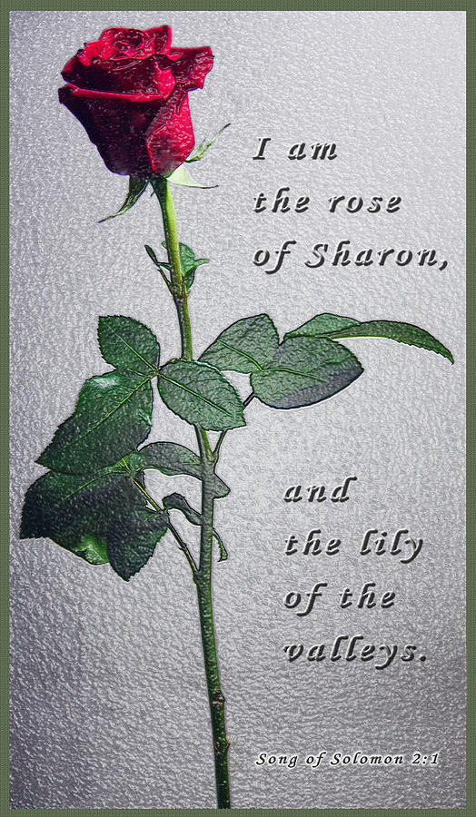 Nature Photograph - The Rose - Scripture by Terry Wallace
