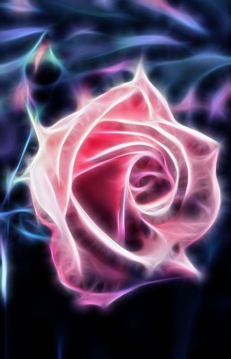 The Rose Digital Art by Sheila Lubeski