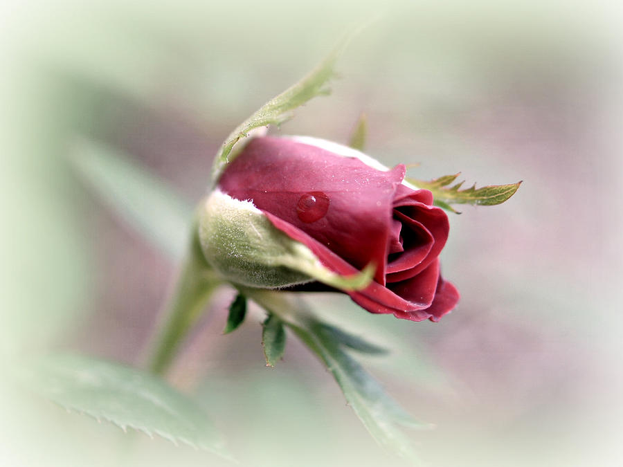 Rose Photograph - The Rose Speaks Of Love Silently by Kathy Bucari